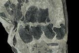 Pennsylvanian Fossil Fern (Neuropteris) Plate - Kentucky #126244-2